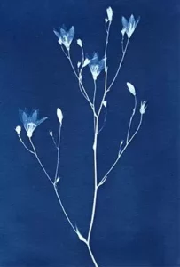 L'empreinte bleue. Atelier d’initiation au cyanotype végétal. Bibliothèque de Nueil-sur-Layon Mercredi 15 avril 16h