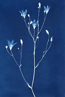 L'empreinte bleue. Atelier d’initiation au cyanotype végétal. Bibliothèque de Nueil-sur-Layon Mercredi 15 avril 16h